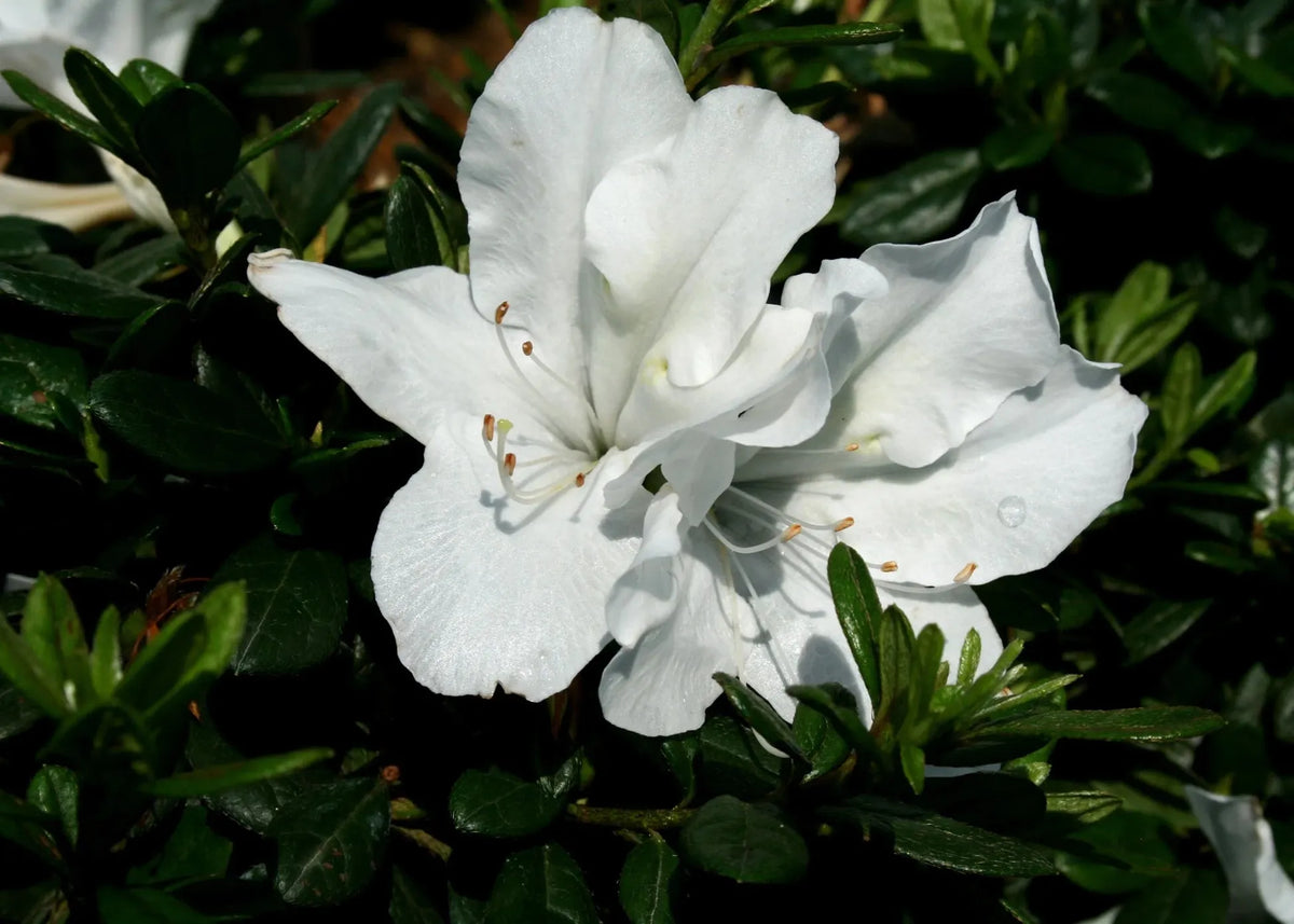 Azalea 'bloom A Thon White' - View 18 from www redcrocus com
