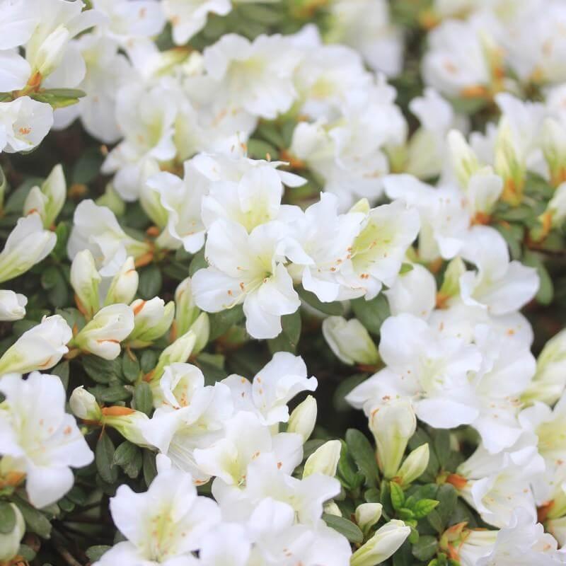Azalea 'bloom A Thon White' - View 19 from www redcrocus com
