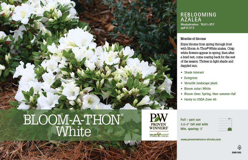 Azalea 'bloom A Thon White' - View 20 from www redcrocus com