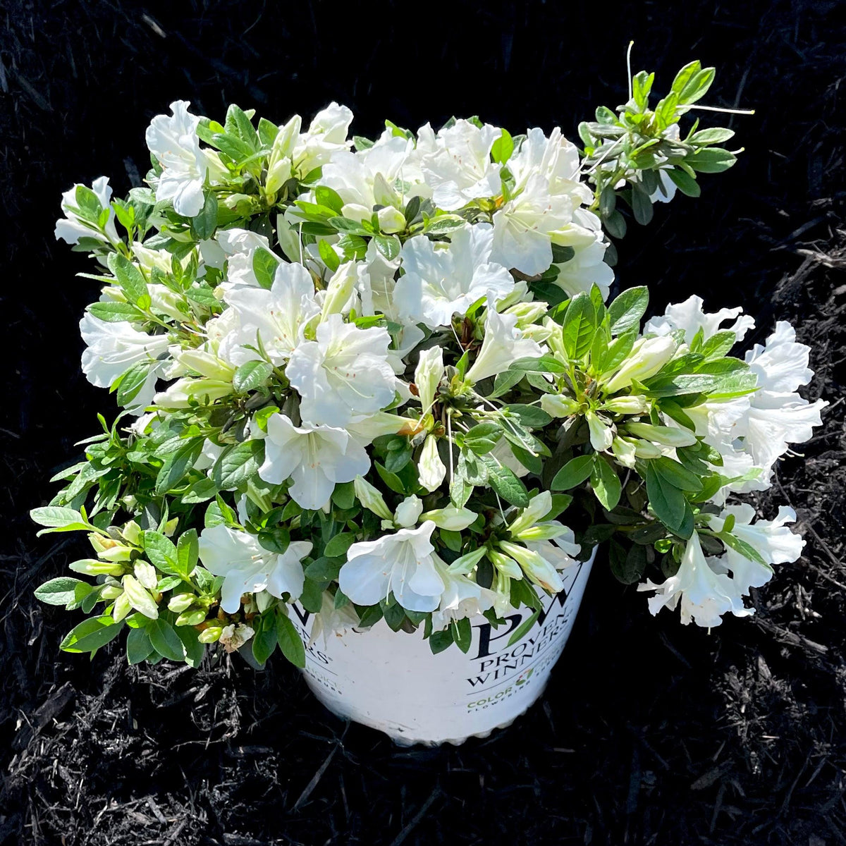 Azalea 'bloom A Thon White' - View 21 from www redcrocus com
