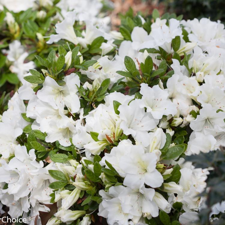 Azalea 'bloom A Thon White' - View 23 from www redcrocus com