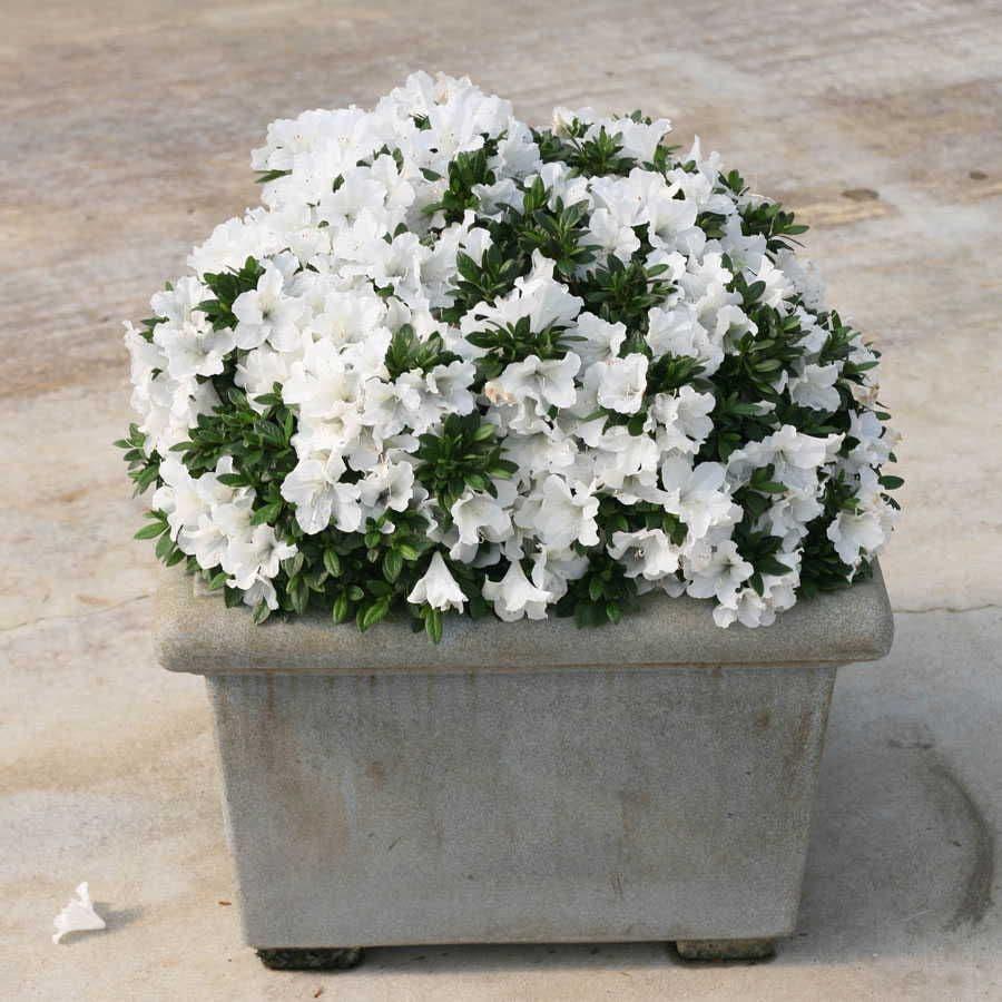 Azalea 'bloom A Thon White' - View 25 from www redcrocus com