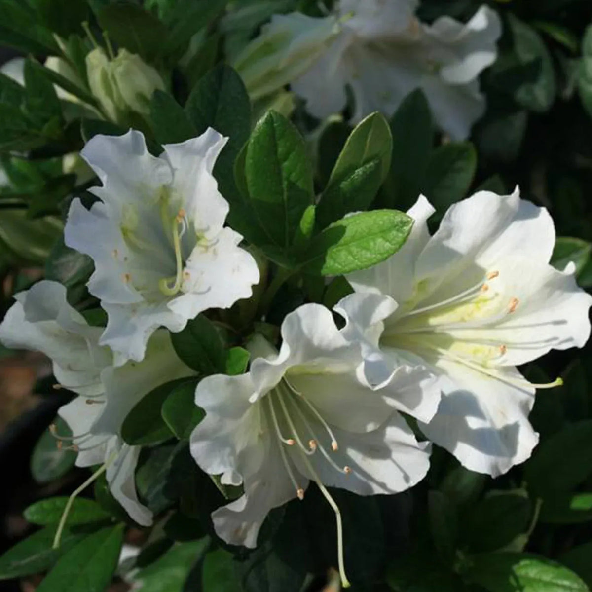 Azalea 'bloom A Thon White' - View 28 from www redcrocus com