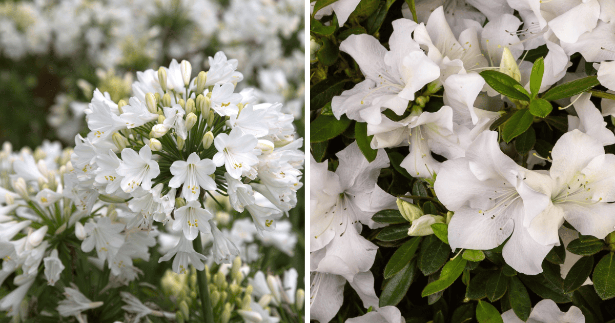 Azalea 'bloom A Thon White' - View 29 from www redcrocus com