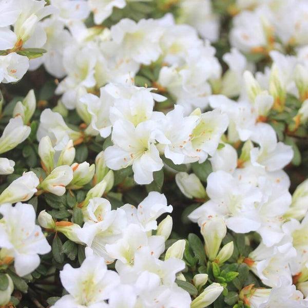 Azalea 'bloom A Thon White' - View 31 from www redcrocus com