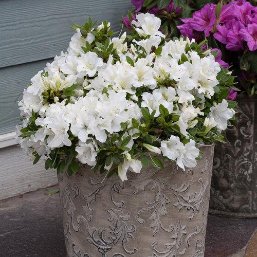 Azalea 'bloom A Thon White' - View 4 from www redcrocus com