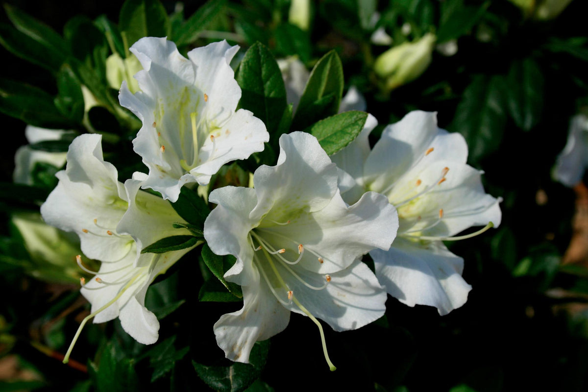 Azalea 'bloom A Thon White' - View 5 from www redcrocus com