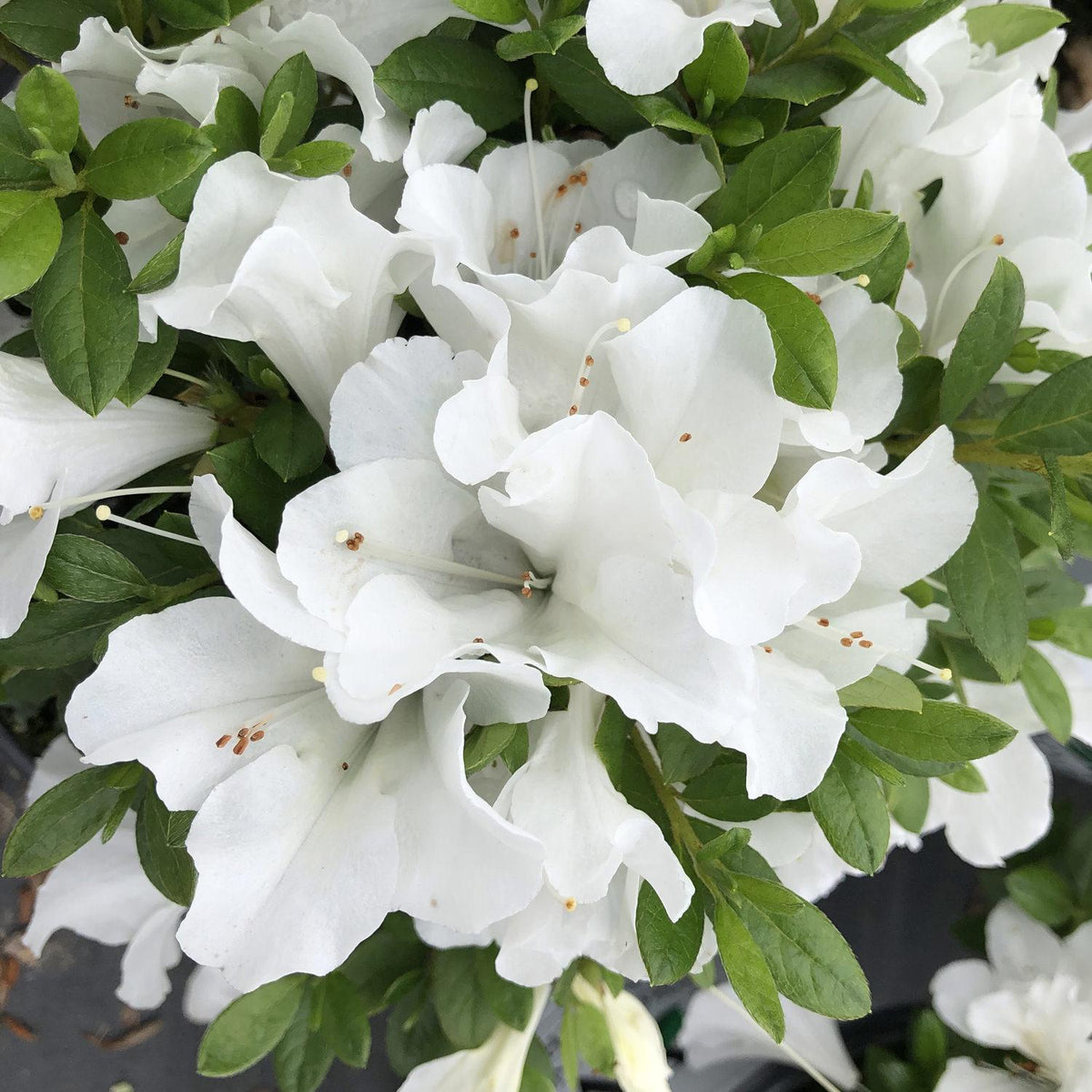 Azalea 'bloom A Thon White' - View 6 from www redcrocus com
