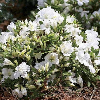 Azalea 'bloom A Thon White' - View 9 from www redcrocus com
