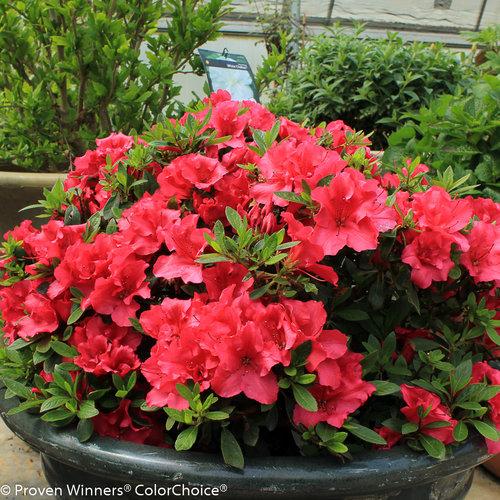 Azalea 'bloom A Thon Red' - View 1 from www redcrocus com