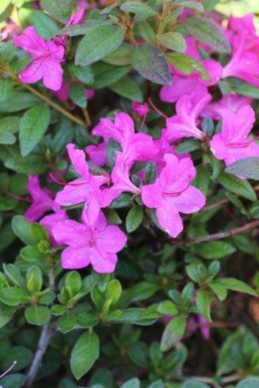 Azalea Autumn Amethyst Encore - View 10 from www redcrocus com