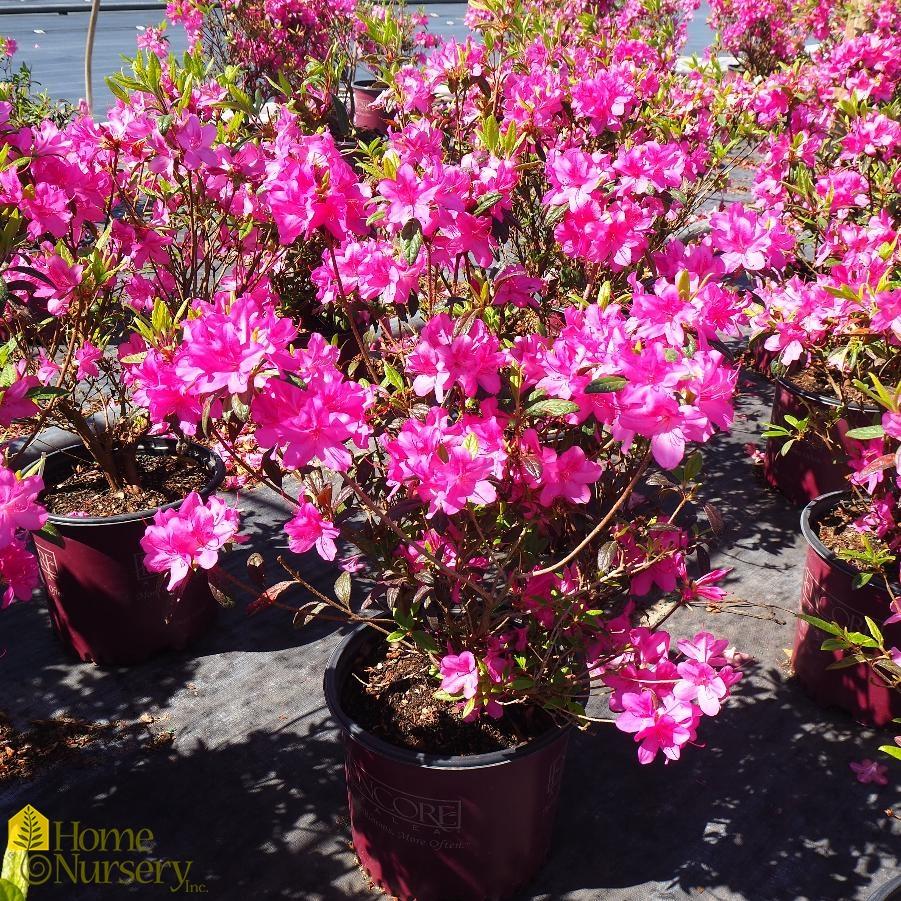 Azalea Autumn Amethyst Encore - View 11 from www redcrocus com