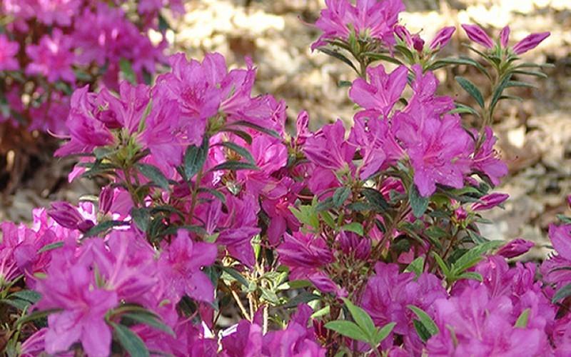 Azalea Autumn Amethyst Encore - View 12 from www redcrocus com