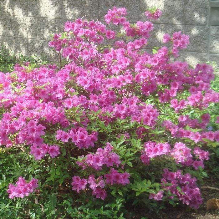 Azalea Autumn Amethyst Encore - View 13 from www redcrocus com