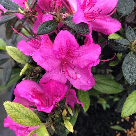 Azalea Autumn Amethyst Encore - View 15 from www redcrocus com