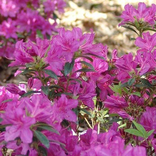Azalea Autumn Amethyst Encore - View 16 from www redcrocus com