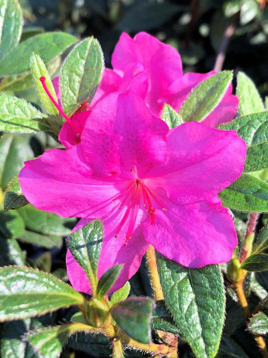 Azalea Autumn Amethyst Encore - View 1 from www redcrocus com