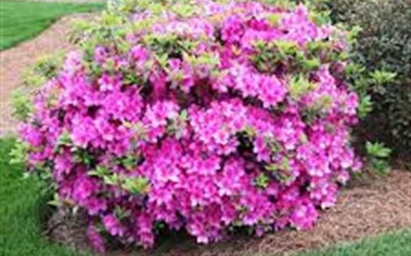 Azalea Autumn Amethyst Encore - View 3 from www redcrocus com