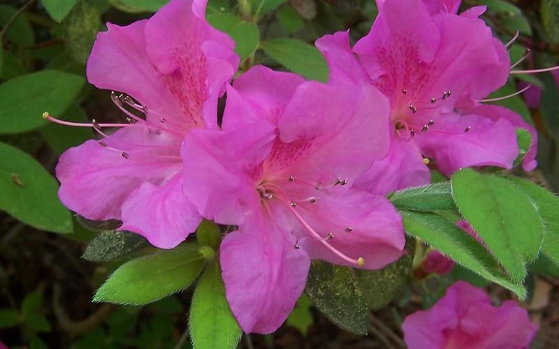 Azalea Autumn Amethyst Encore - View 5 from www redcrocus com