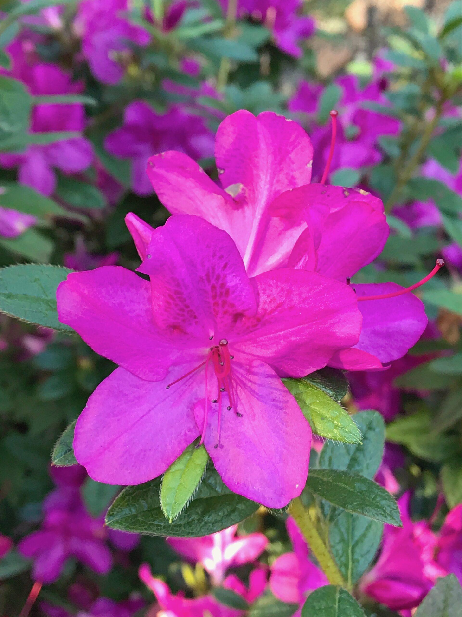 Azalea Autumn Amethyst Encore - View 7 from www redcrocus com