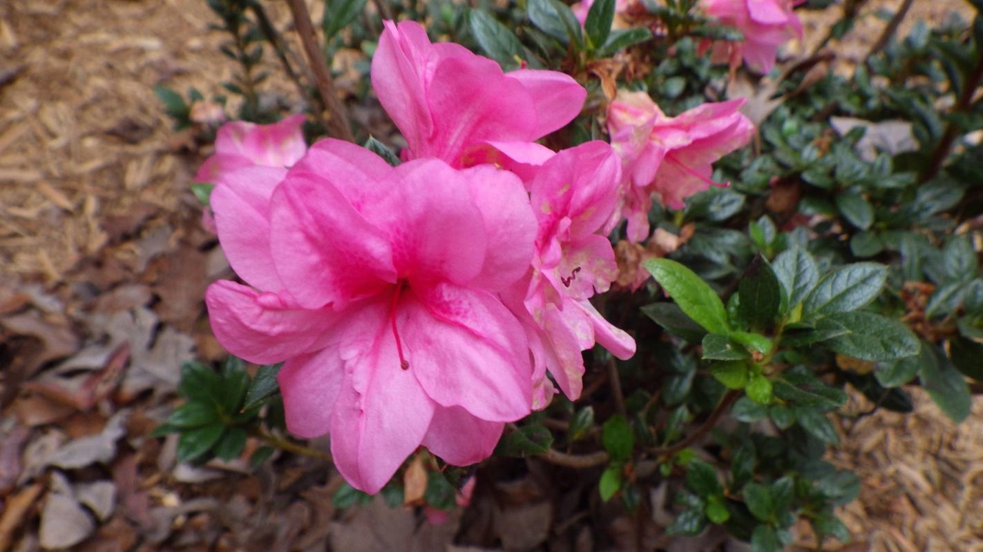 Azalea Autumn Amethyst Encore - View 9 from www redcrocus com