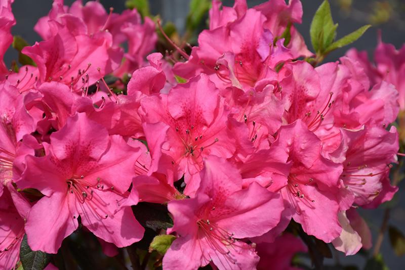Azalea Autumn Sangria Encore - View 10 from www redcrocus com