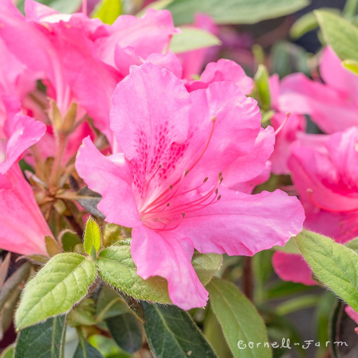 Azalea Autumn Sangria Encore - View 16 from www redcrocus com