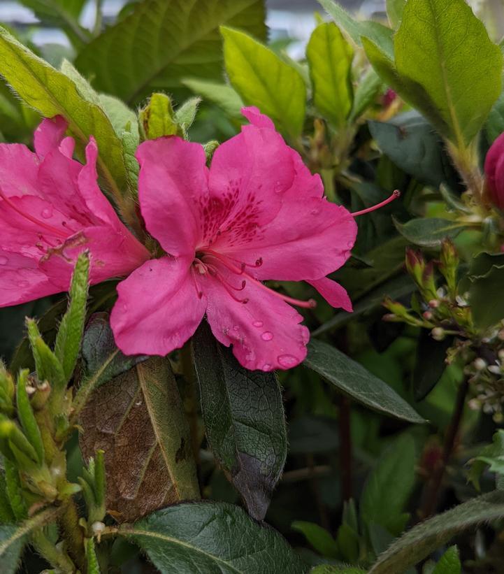 Azalea Autumn Sangria Encore - View 17 from www redcrocus com