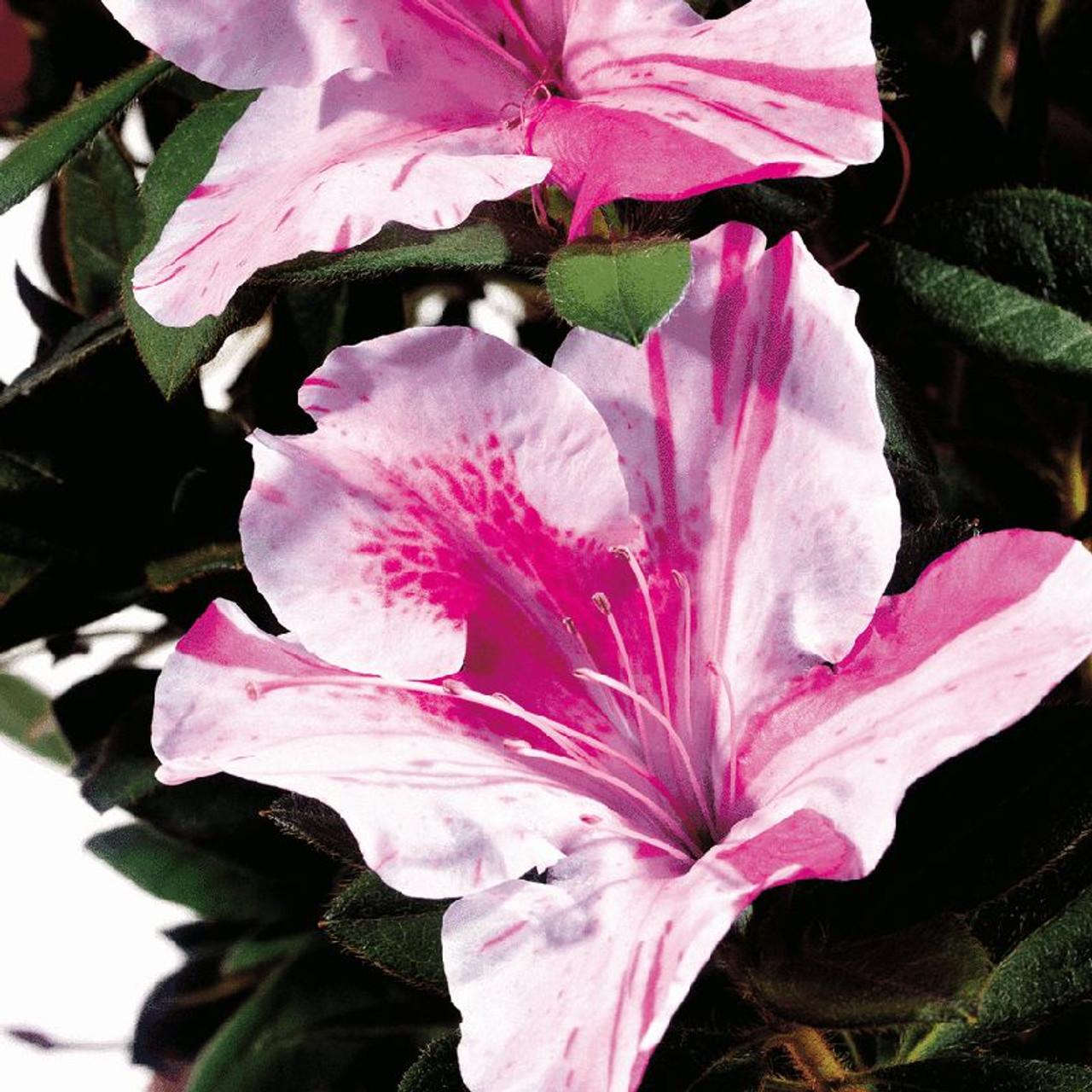 Azalea Autumn Sangria Encore - View 18 from www redcrocus com