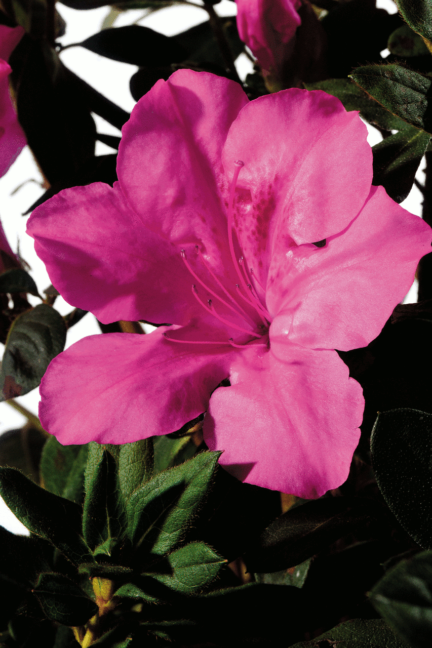 Azalea Autumn Sangria Encore - View 1 from www redcrocus com