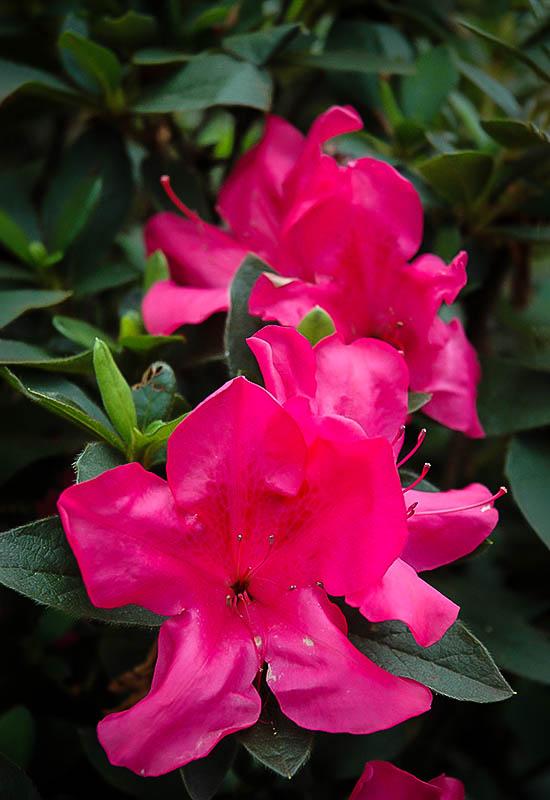 Azalea Autumn Sangria Encore - View 2 from www redcrocus com