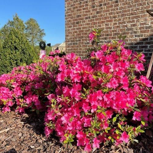 Azalea Autumn Sangria Encore - View 3 from www redcrocus com