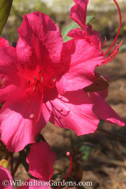 Azalea Autumn Sangria Encore - View 4 from www redcrocus com