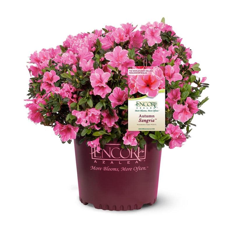 Azalea Autumn Sangria Encore - View 9 from www redcrocus com