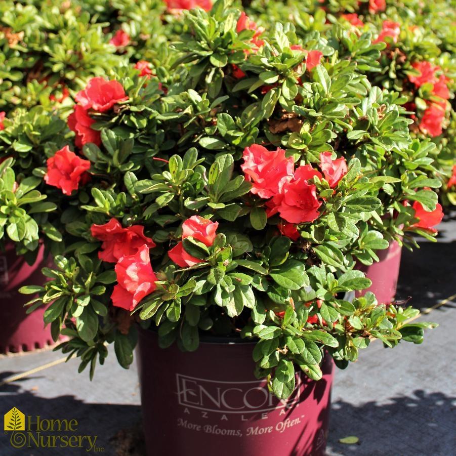 Azalea Autumn Sunset Encore - View 11 from www redcrocus com