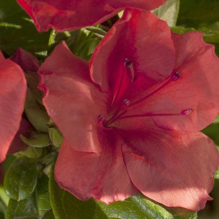 Azalea Autumn Sunset Encore - View 12 from www redcrocus com