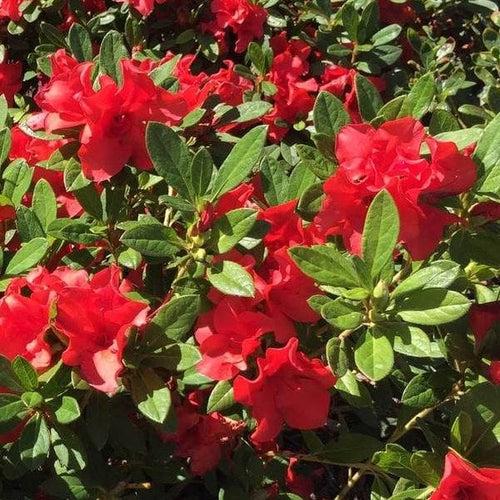 Azalea Autumn Sunset Encore - View 13 from www redcrocus com