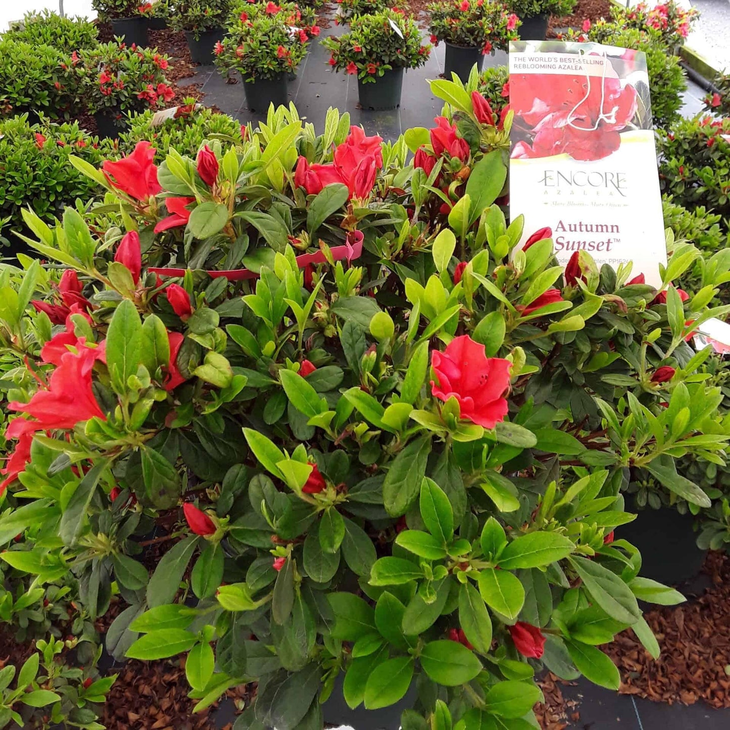 Azalea Autumn Sunset Encore - View 15 from www redcrocus com