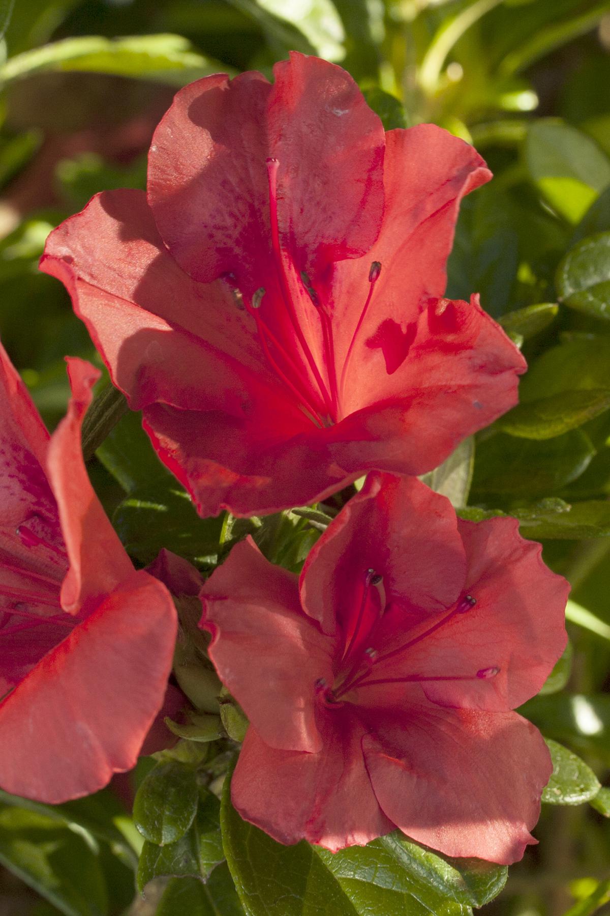 Azalea Autumn Sunset Encore - View 16 from www redcrocus com