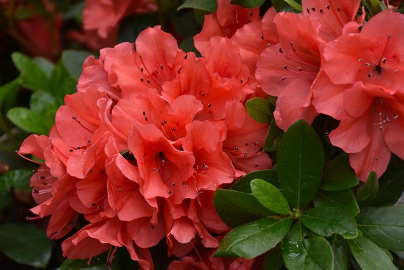 Azalea Autumn Sunset Encore - View 17 from www redcrocus com