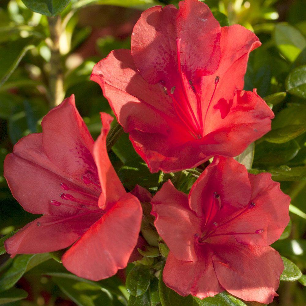 Azalea Autumn Sunset Encore - View 18 from www redcrocus com