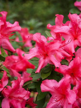 Azalea Autumn Sunset Encore - View 19 from www redcrocus com
