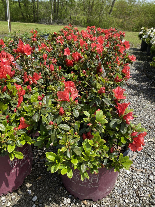 Azalea Autumn Sunset Encore - View 1 from www redcrocus com