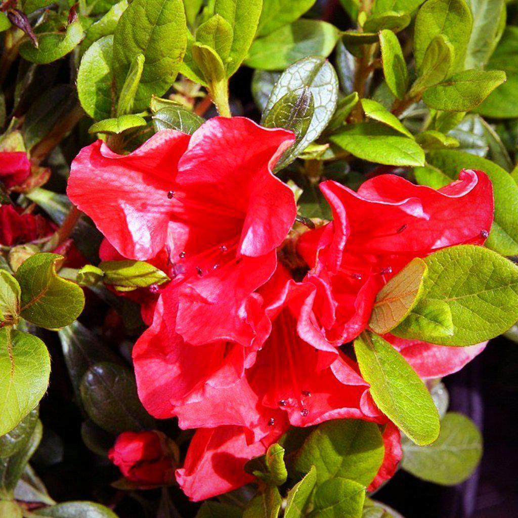 Azalea Autumn Sunset Encore - View 20 from www redcrocus com