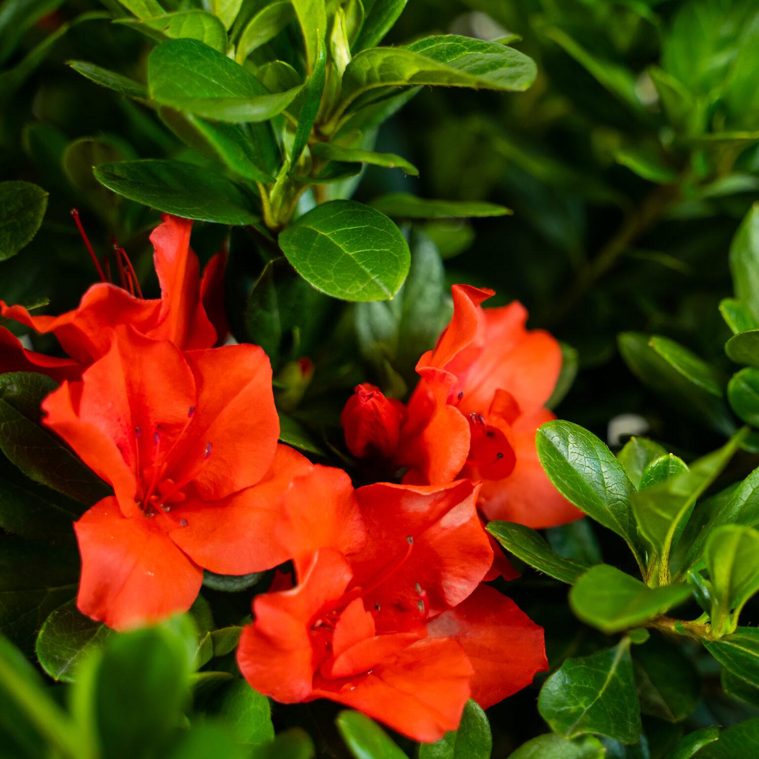 Azalea Autumn Sunset Encore - View 2 from www redcrocus com