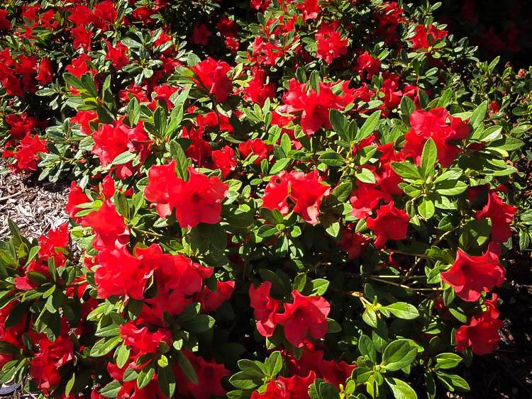 Azalea Autumn Sunset Encore - View 3 from www redcrocus com