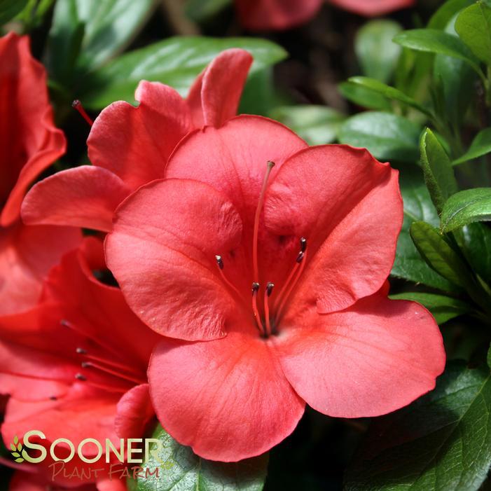 Azalea Autumn Sunset Encore - View 5 from www redcrocus com