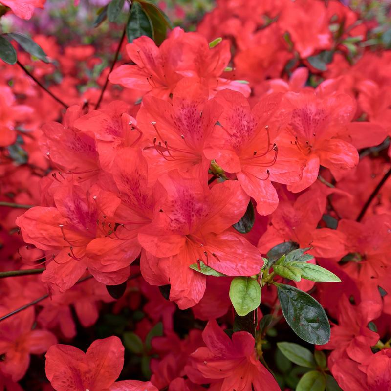 Azalea Autumn Sunset Encore - View 6 from www redcrocus com