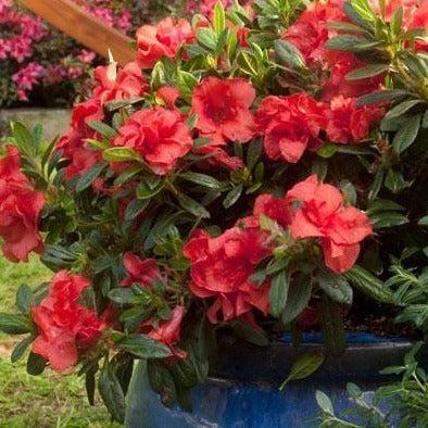 Azalea Autumn Sunset Encore - View 8 from www redcrocus com