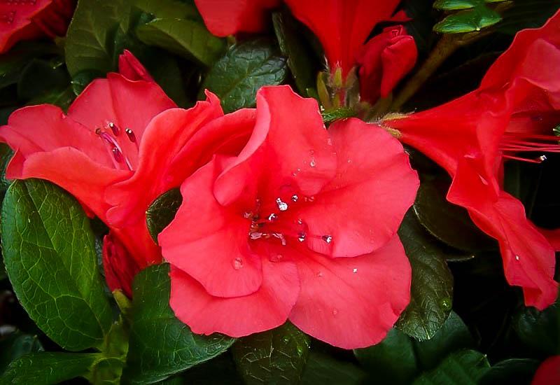 Azalea Autumn Sunset Encore - View 9 from www redcrocus com